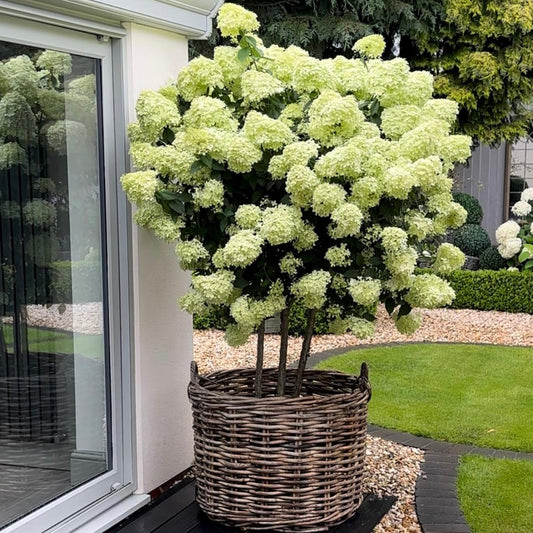 Round Wicker Baskets