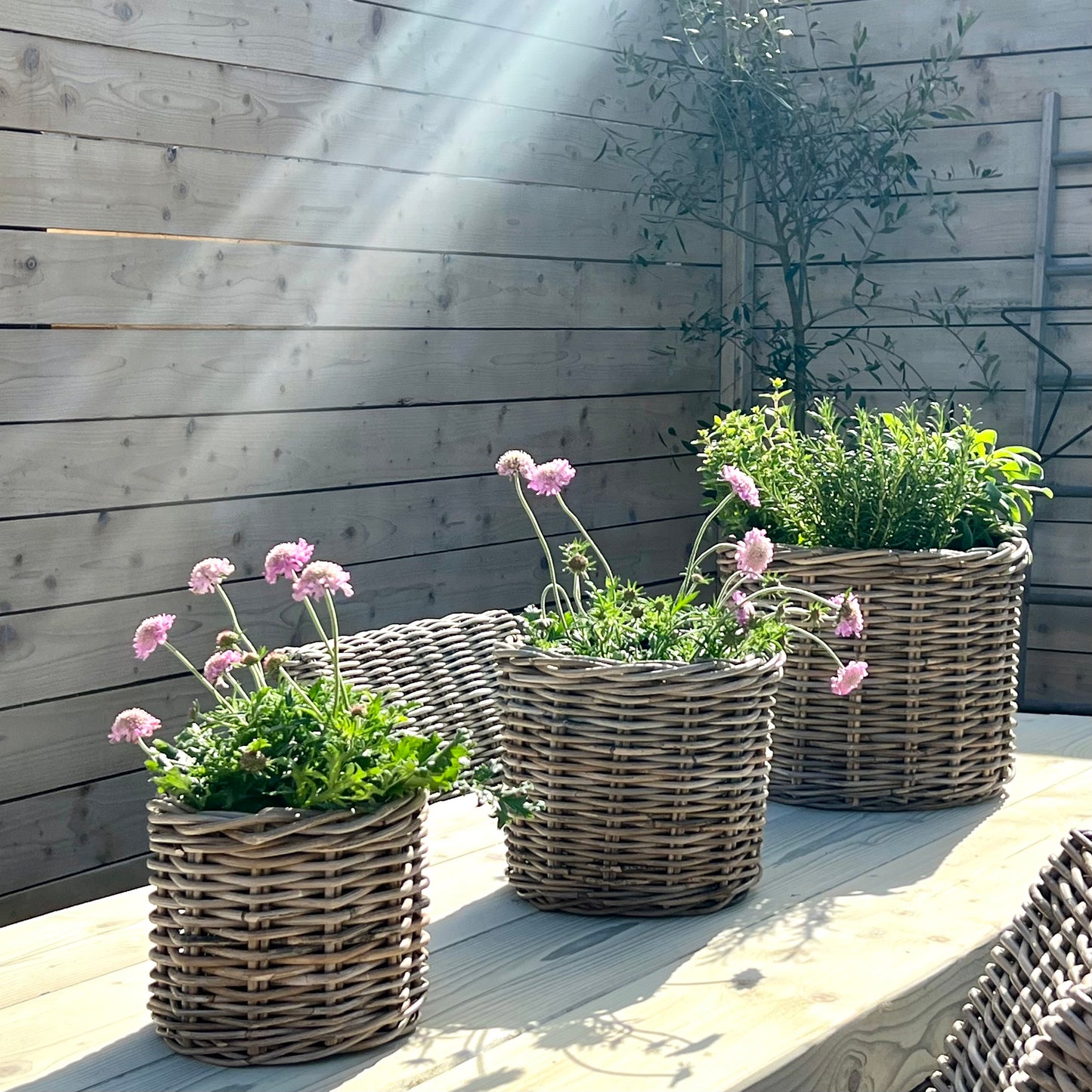 Wicker Planters with Water Proof Lining