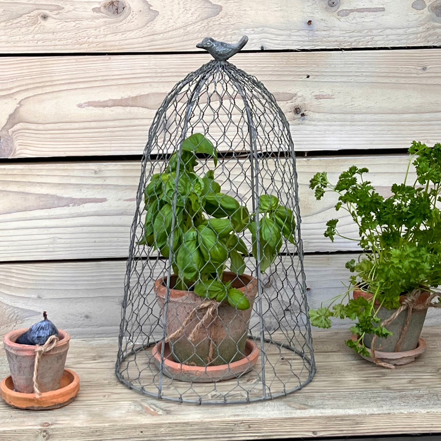 Chicken Wire Cloche