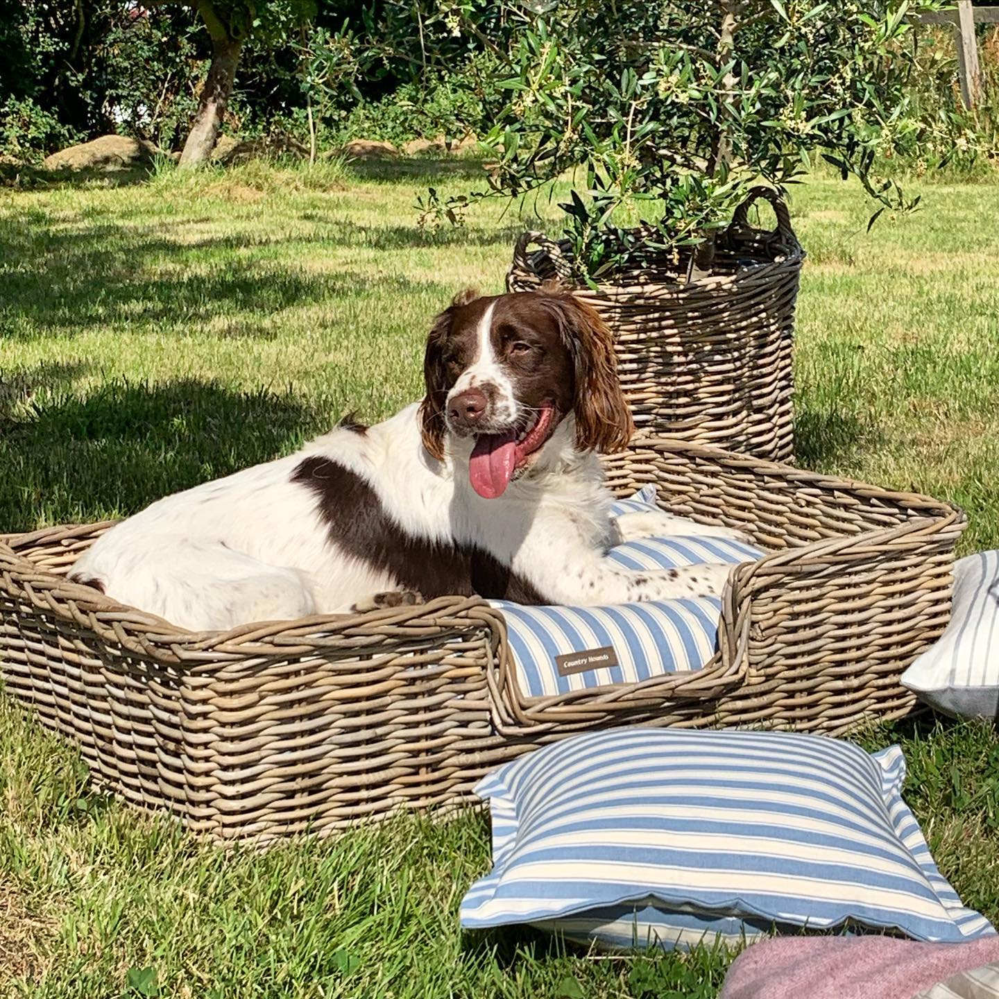 Wicker Dog Bed