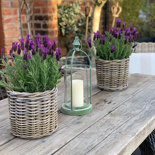 Wicker Planters with Water Proof Lining