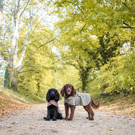 Luxurious Tweed Dog Coats