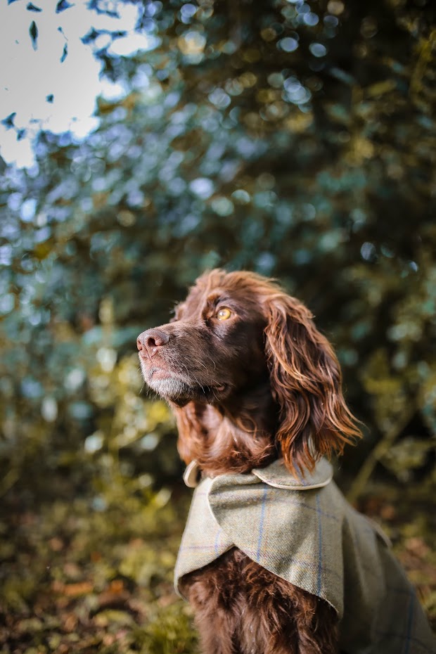 Luxurious Tweed Dog Coats