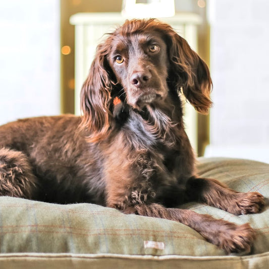 Dog on Luxurious Tweed Dog Bed