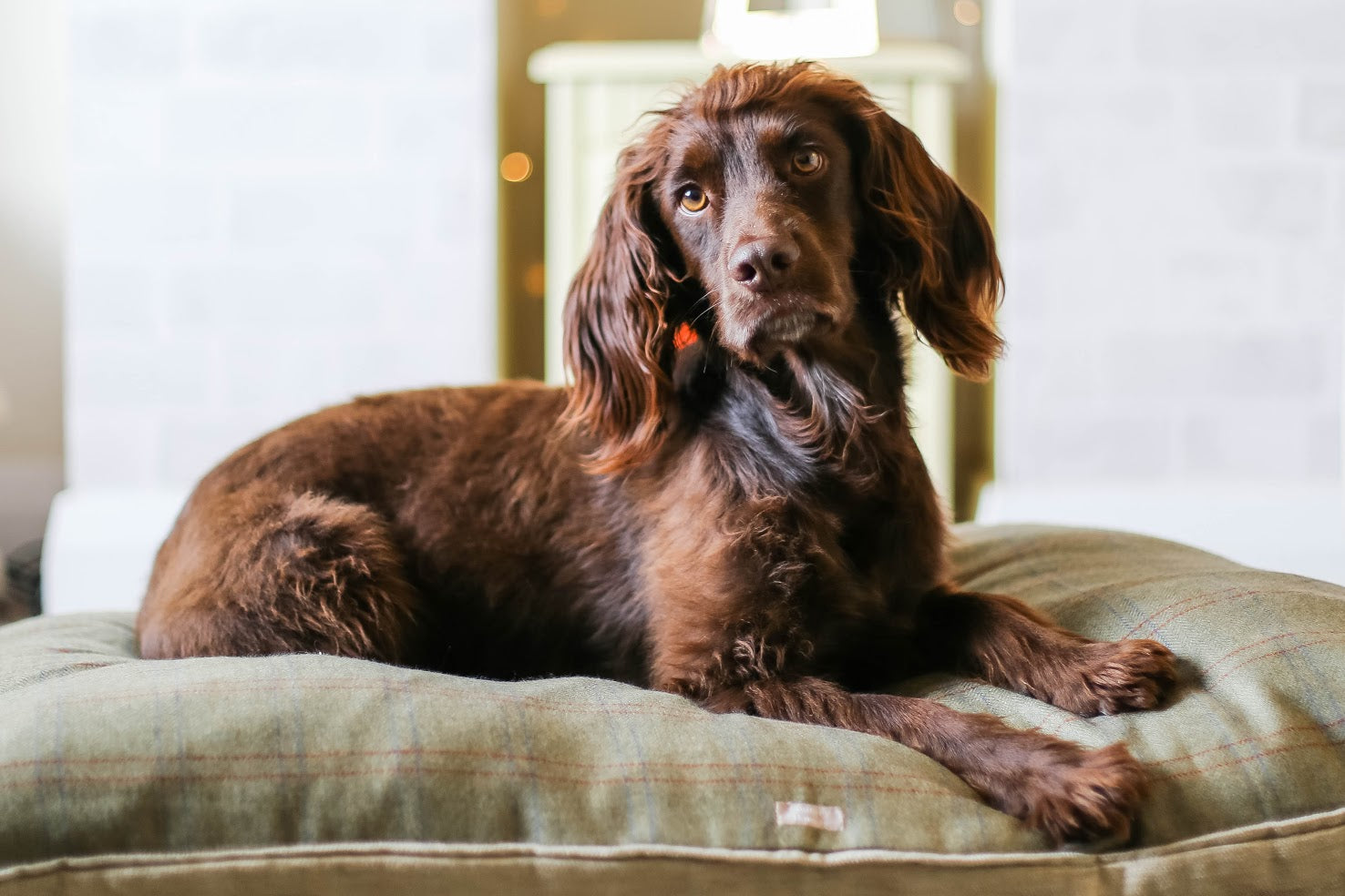 Dog on Luxurious Tweed Dog Bed