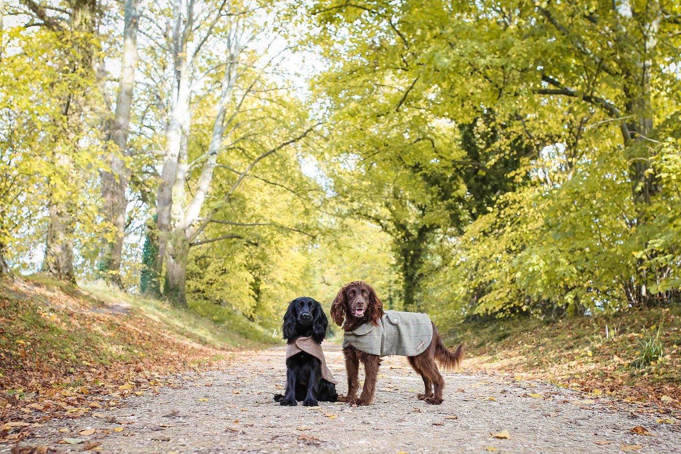 Luxurious Tweed Dog Coats