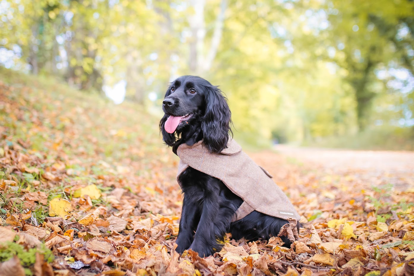 Luxurious Tweed Dog Coats