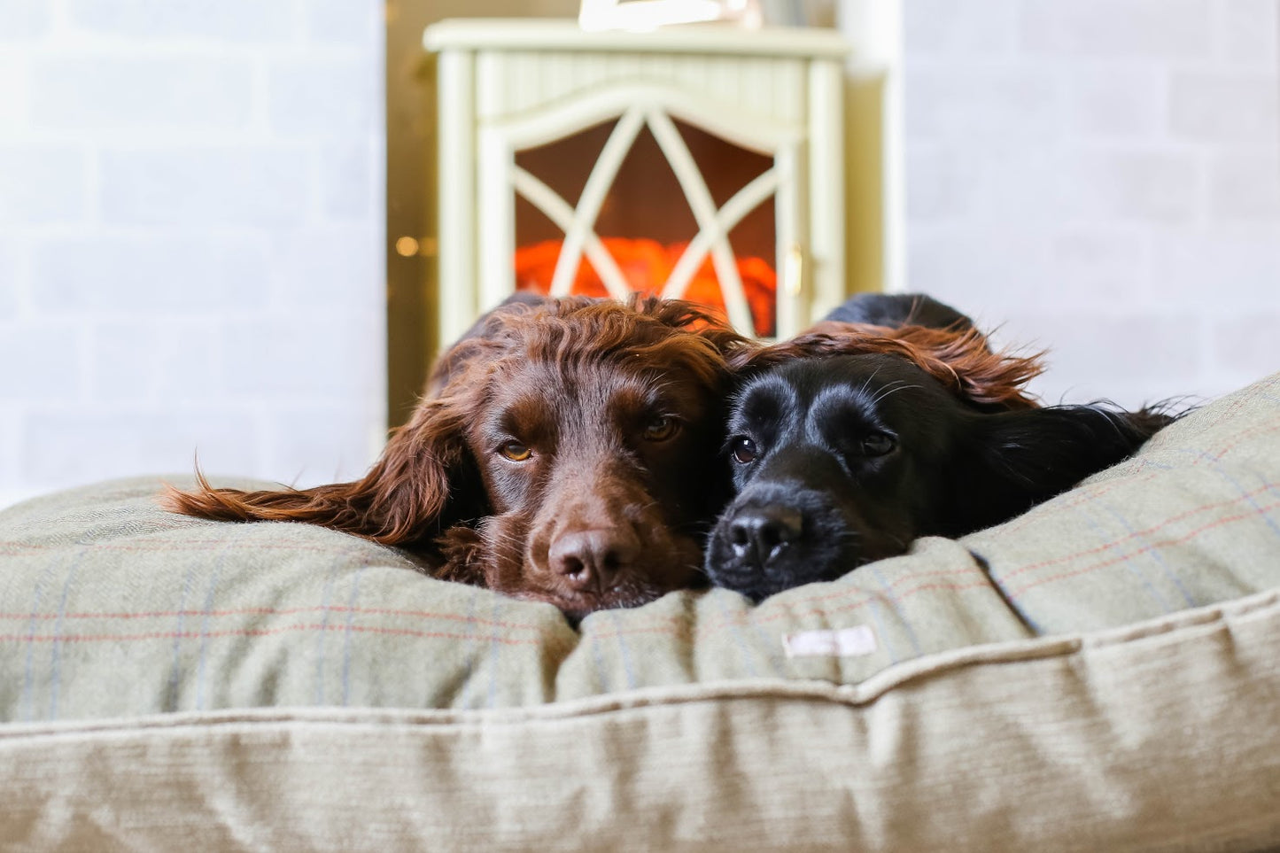 Dog on Luxurious Tweed Dog Bed